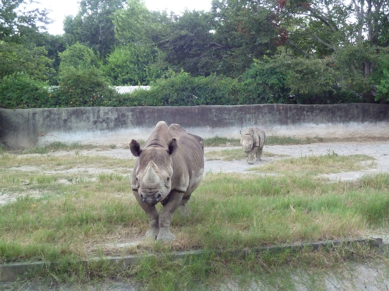 Baton Rouge Zoo - Black Rhinos
