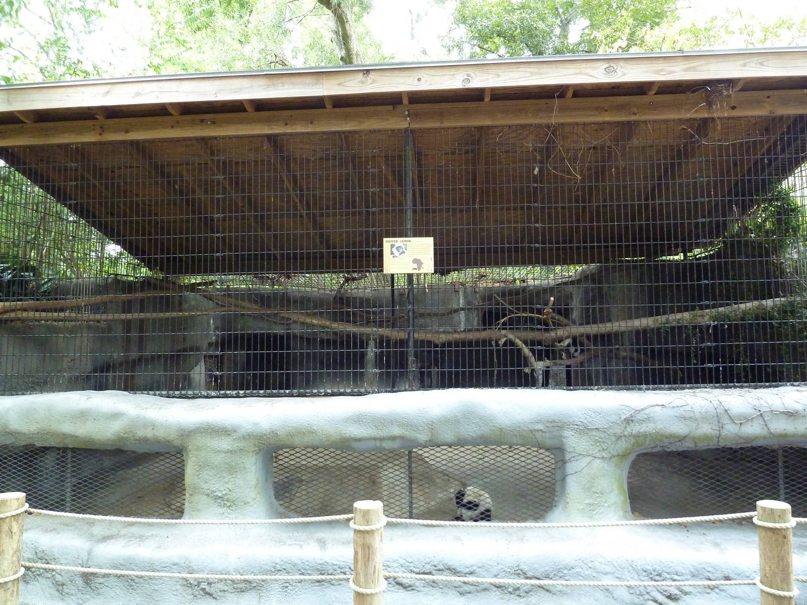 Baton Rouge Zoo - Black + White Ruffed Lemur Exhibit