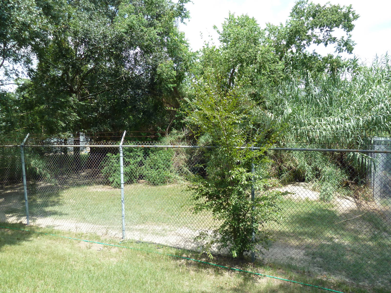 Baton Rouge Zoo - Cheetah Exhibit #1