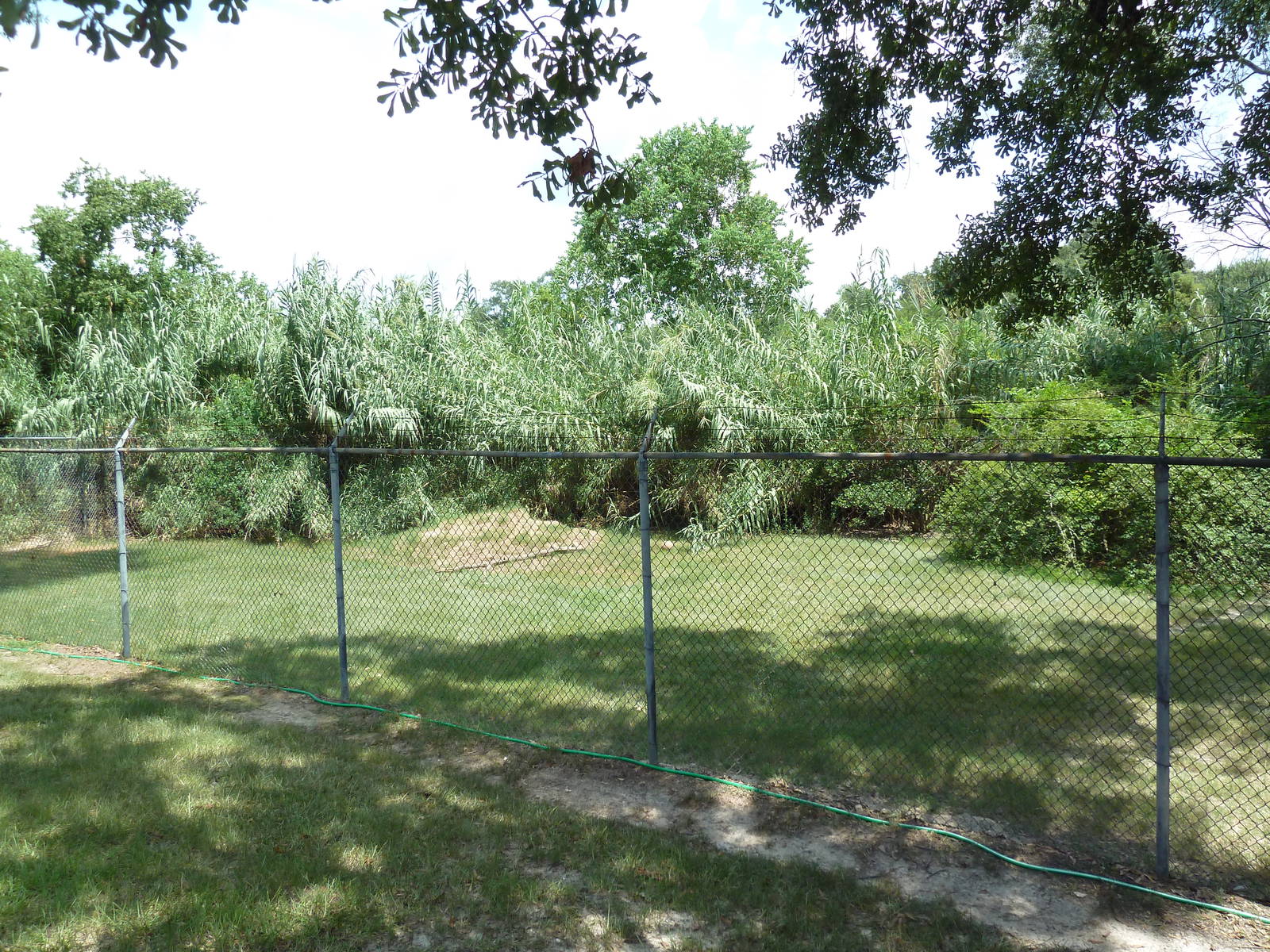 Baton Rouge Zoo - Cheetah Exhibit #2