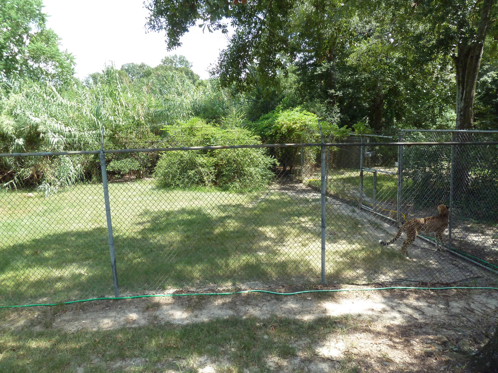 Baton Rouge Zoo - Cheetah Exhibit #2