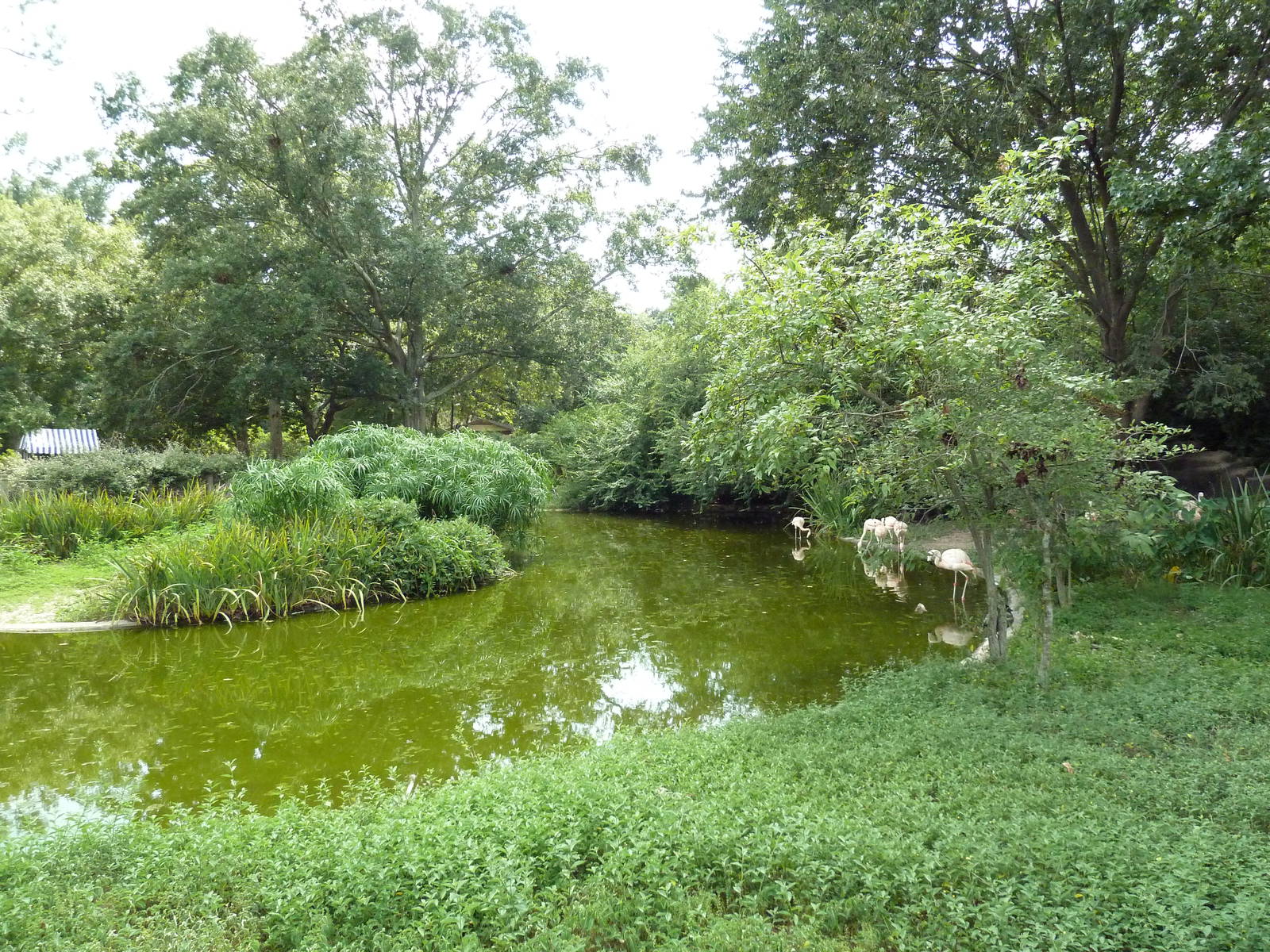 Baton Rouge Zoo - Chilean Flamingo Pool