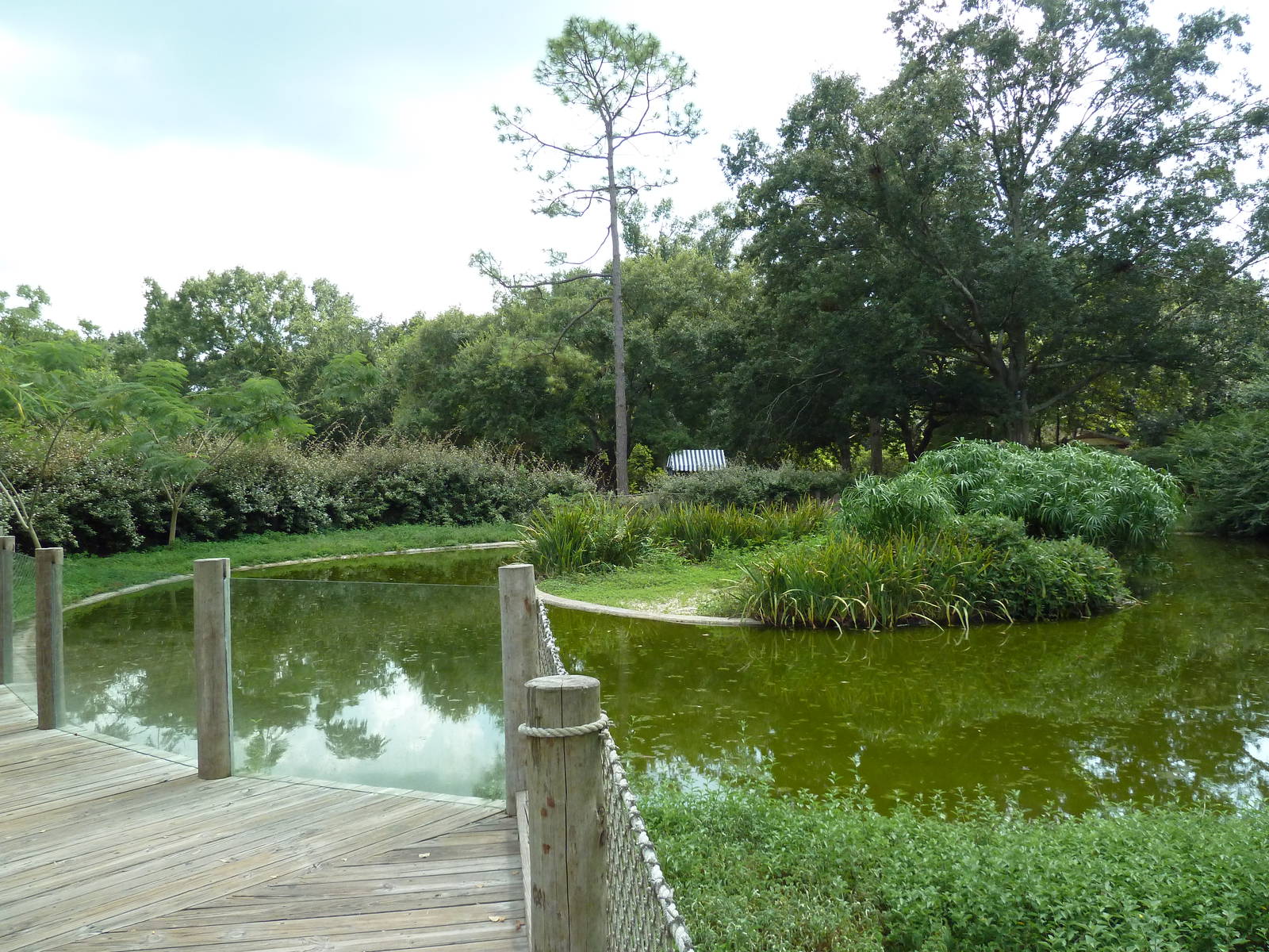 Baton Rouge Zoo - Chilean Flamingo Pool