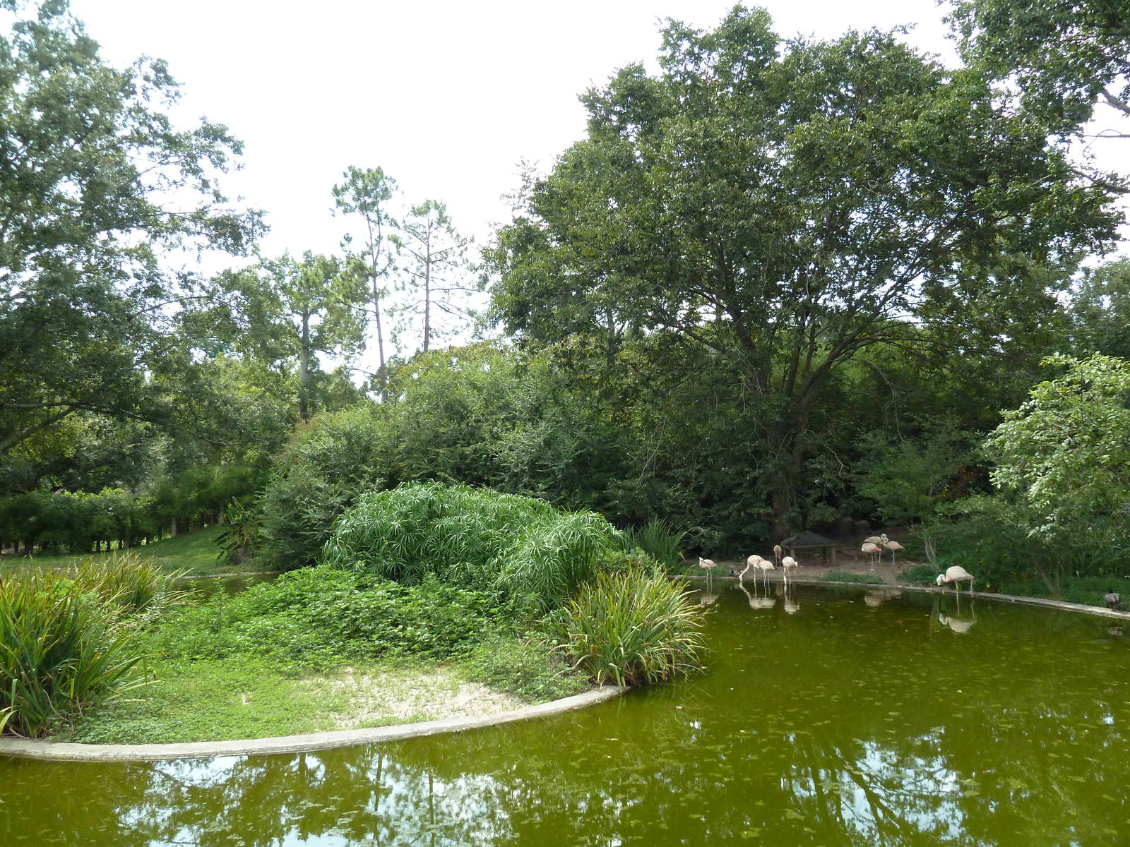 Baton Rouge Zoo - Chilean Flamingo Pool