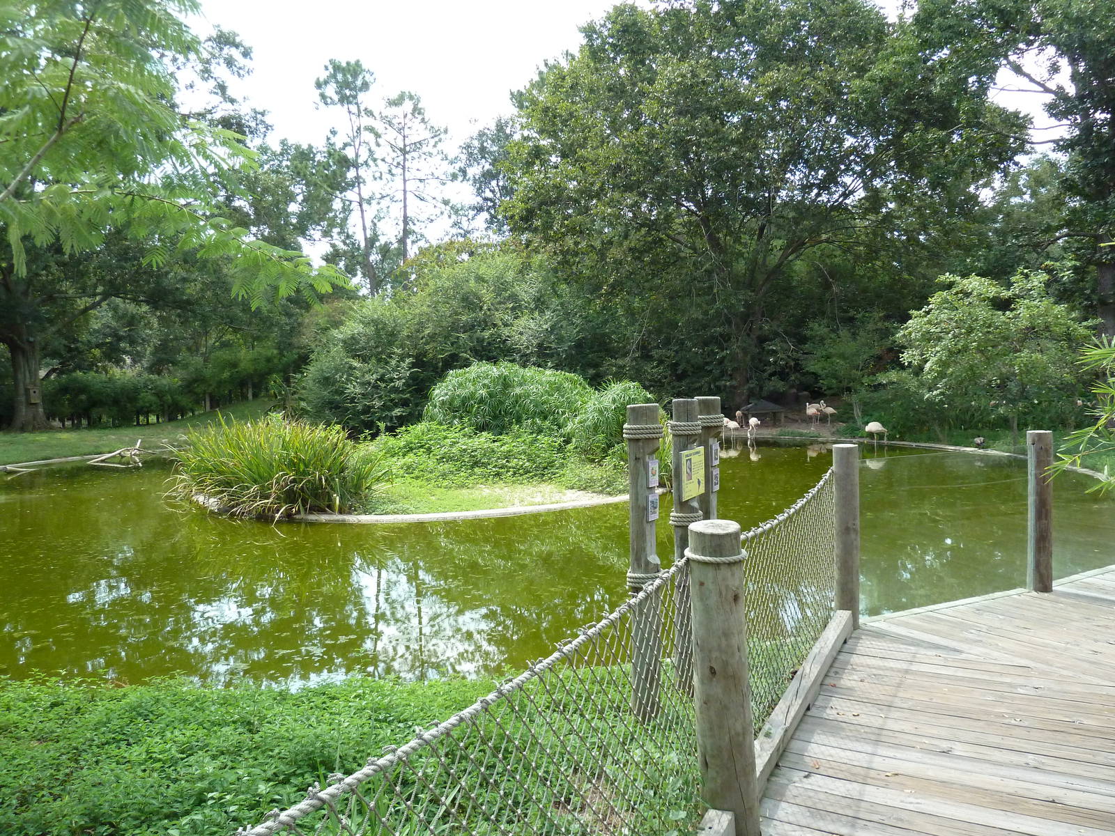 Baton Rouge Zoo - Chilean Flamingo Pool