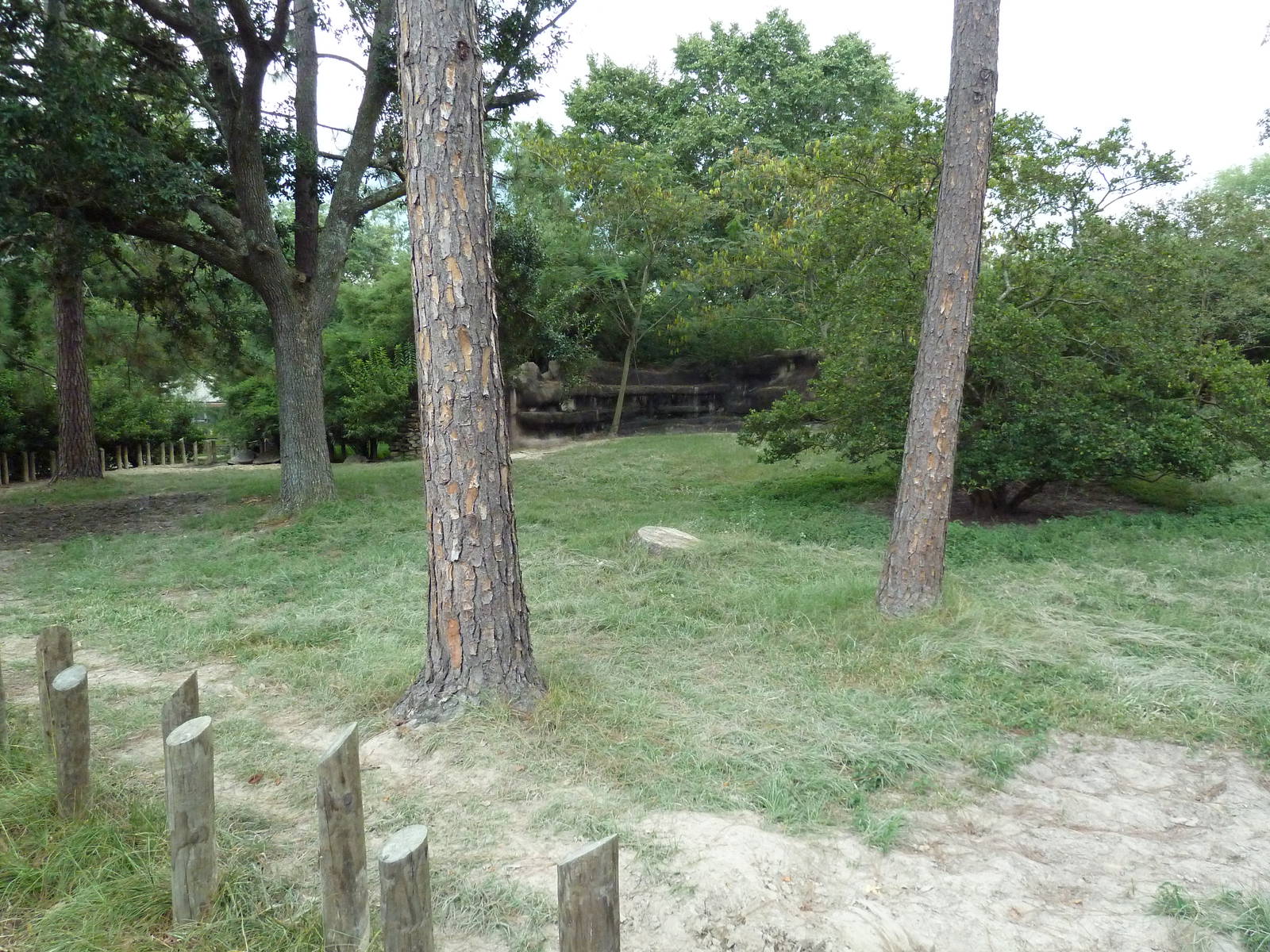 Baton Rouge Zoo - Galapagos + Aldabra Tortoise Exhibit