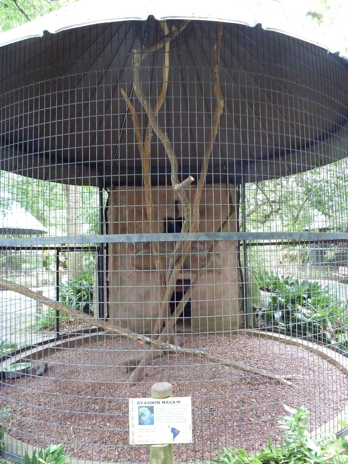 Baton Rouge Zoo - Hyacinth Macaw Corn-Crib Cage