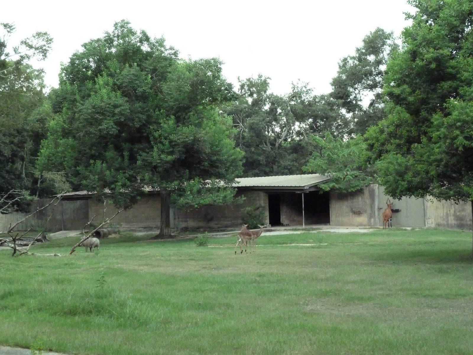 Baton Rouge Zoo - Impala/Bongo/Warthog Exhibit
