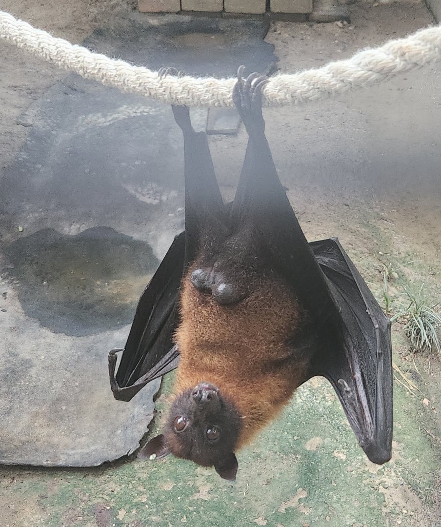 Baton Rouge Zoo - Indian Flying Fox