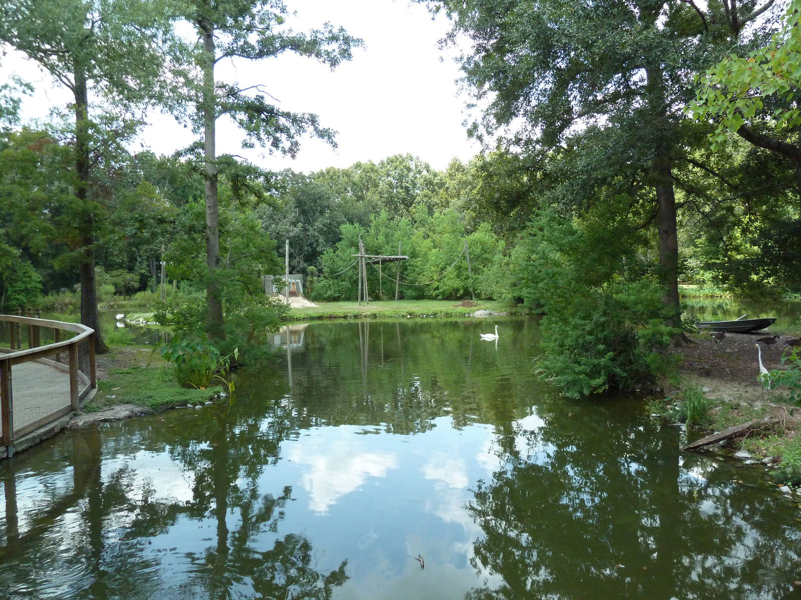 Baton Rouge Zoo - Indian Muntjac/Trumpeter Swan Exhibit