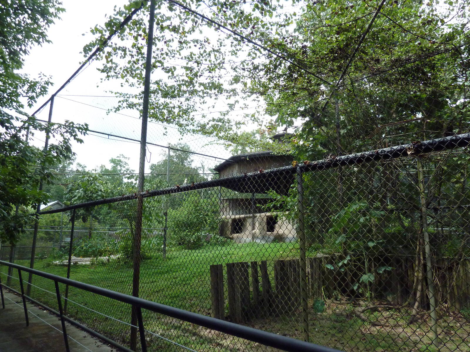 Baton Rouge Zoo - King Vulture Exhibit