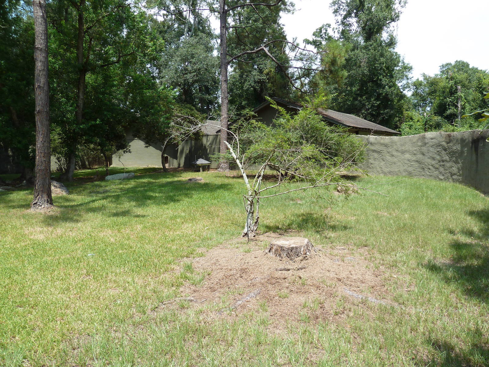 Baton Rouge Zoo - Kirk's Dik-Dik Exhibit
