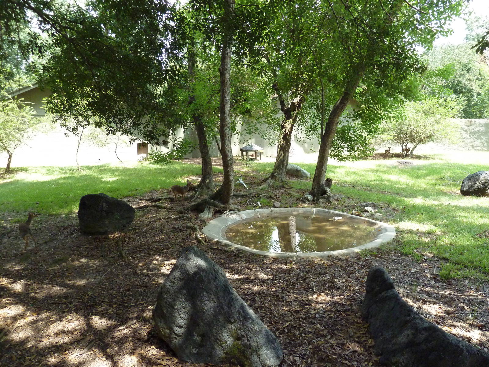 Baton Rouge Zoo - Kirk's Dik-Dik Exhibit