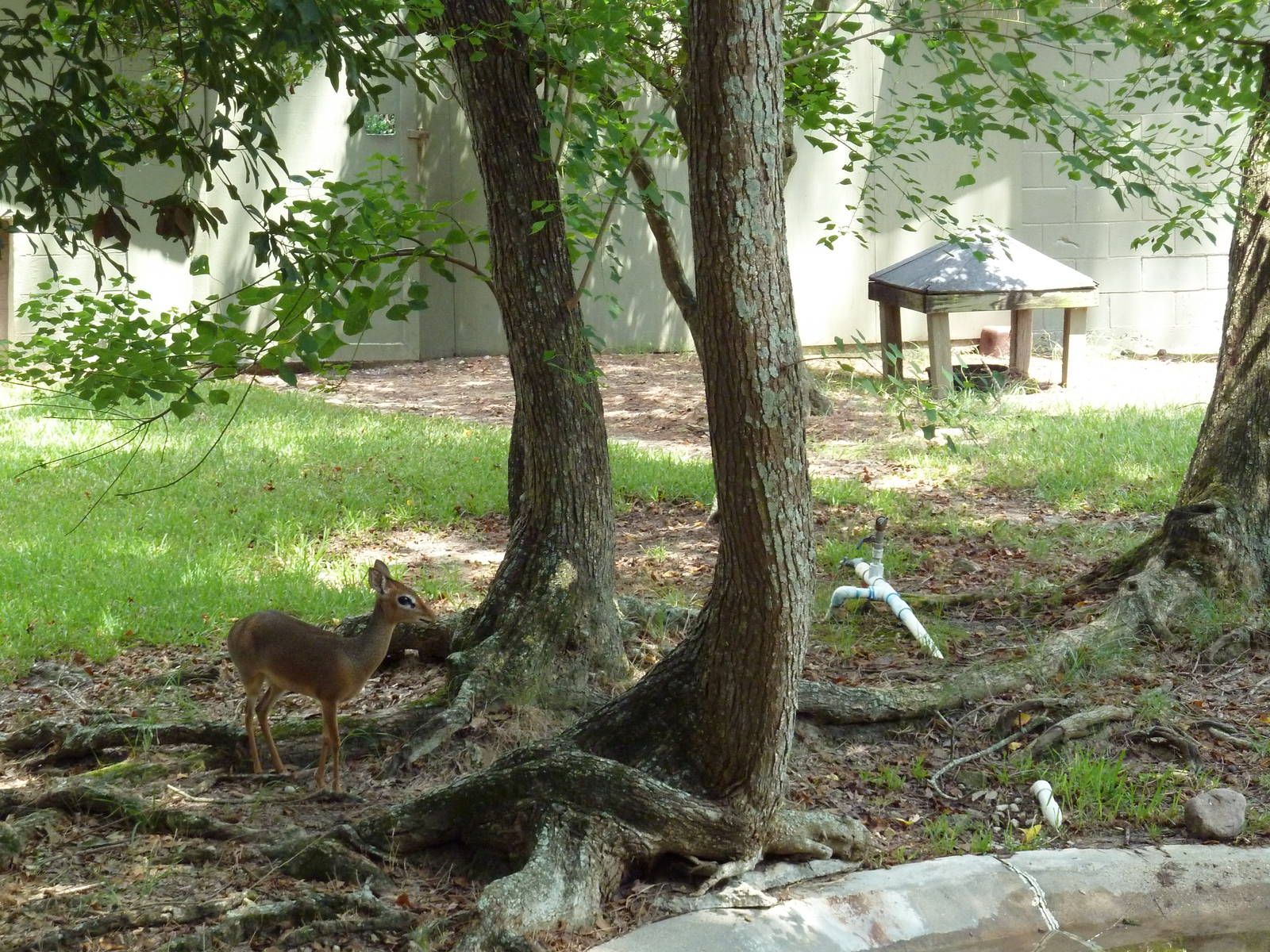 Baton Rouge Zoo - Kirk's Dik-Dik Exhibit