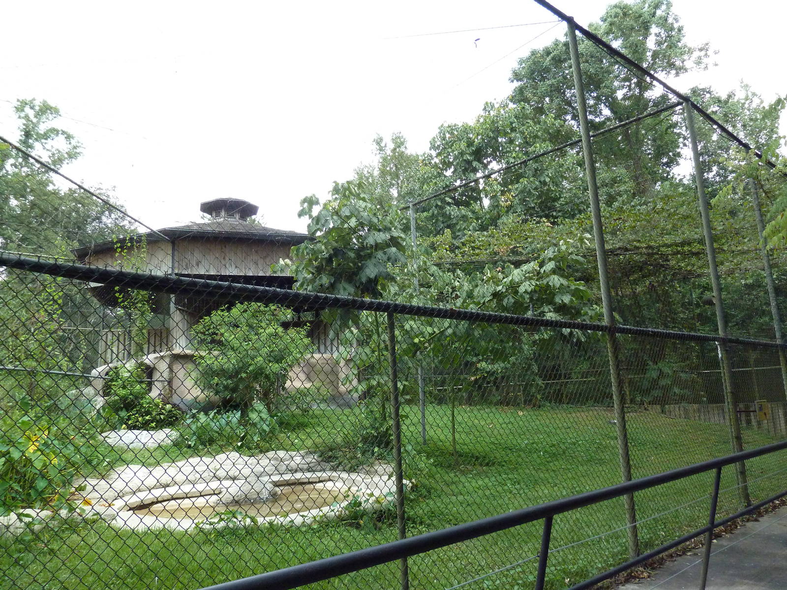 Baton Rouge Zoo - Lappet-Faced Vulture Exhibit