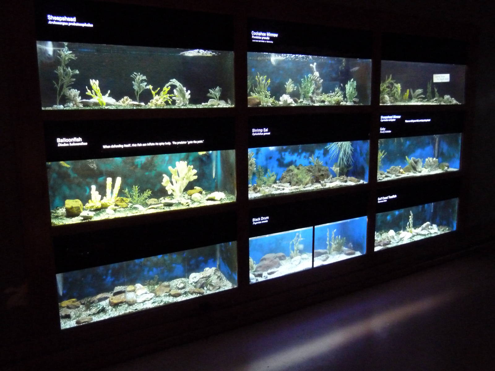 Baton Rouge Zoo - L'Aquarium De Louisiane