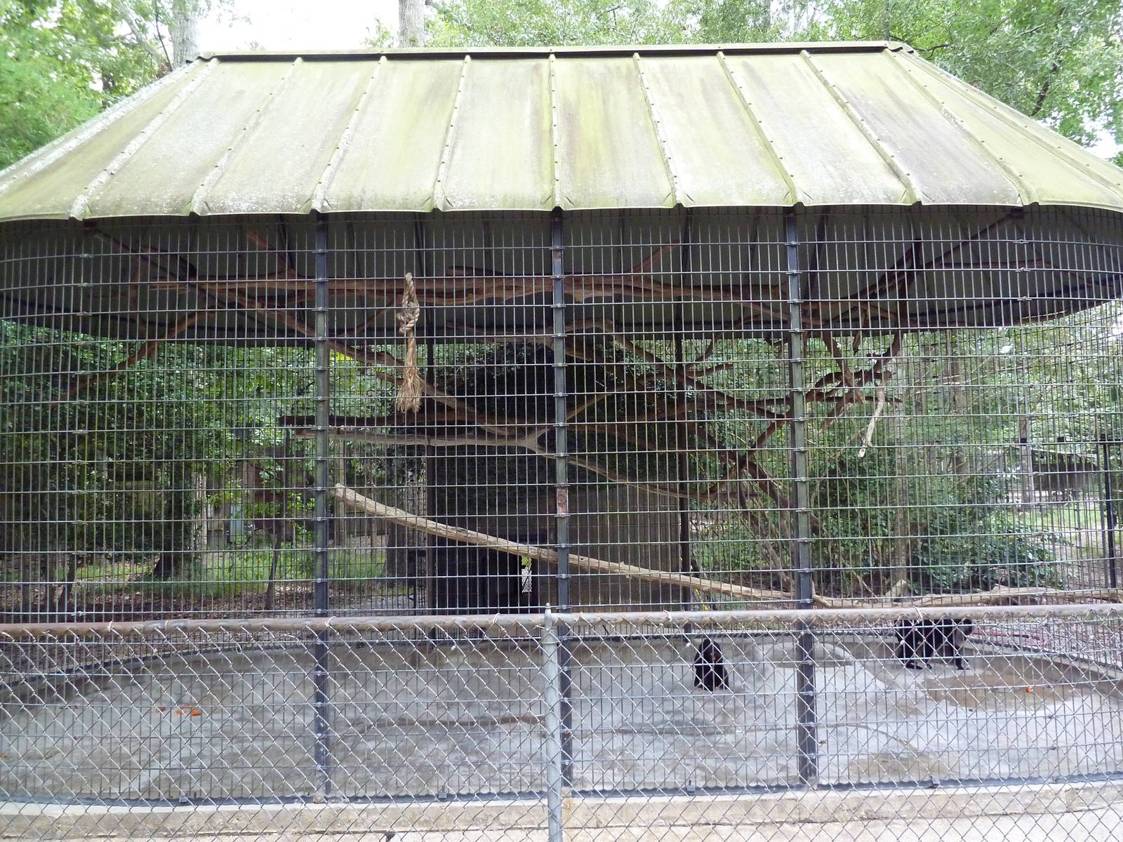 Baton Rouge Zoo - Lion-Tailed Macaque Cage