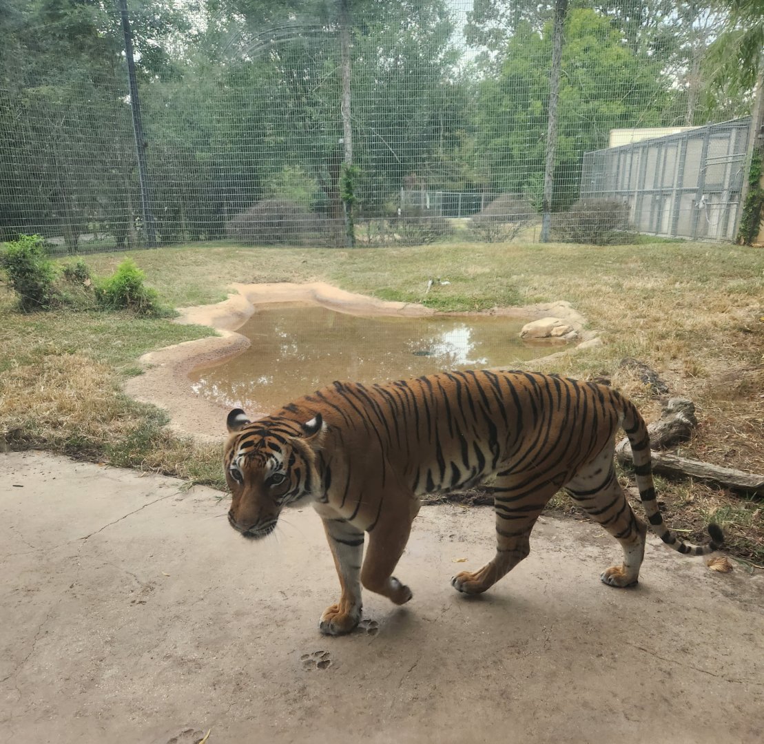 Baton Rouge Zoo - Malayan Tiger