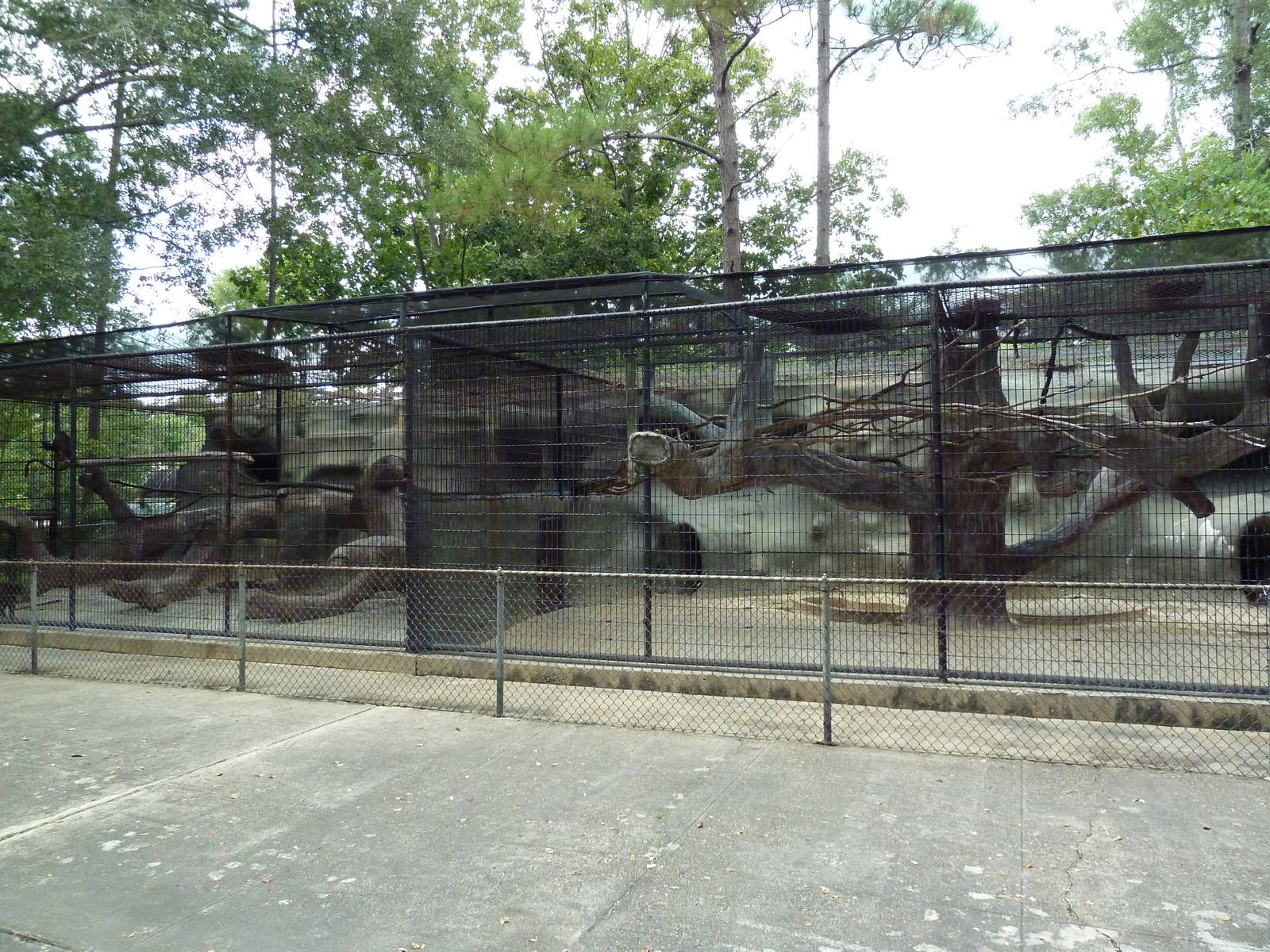 Baton Rouge Zoo - Mandrill/Diana Monkey Exhibit