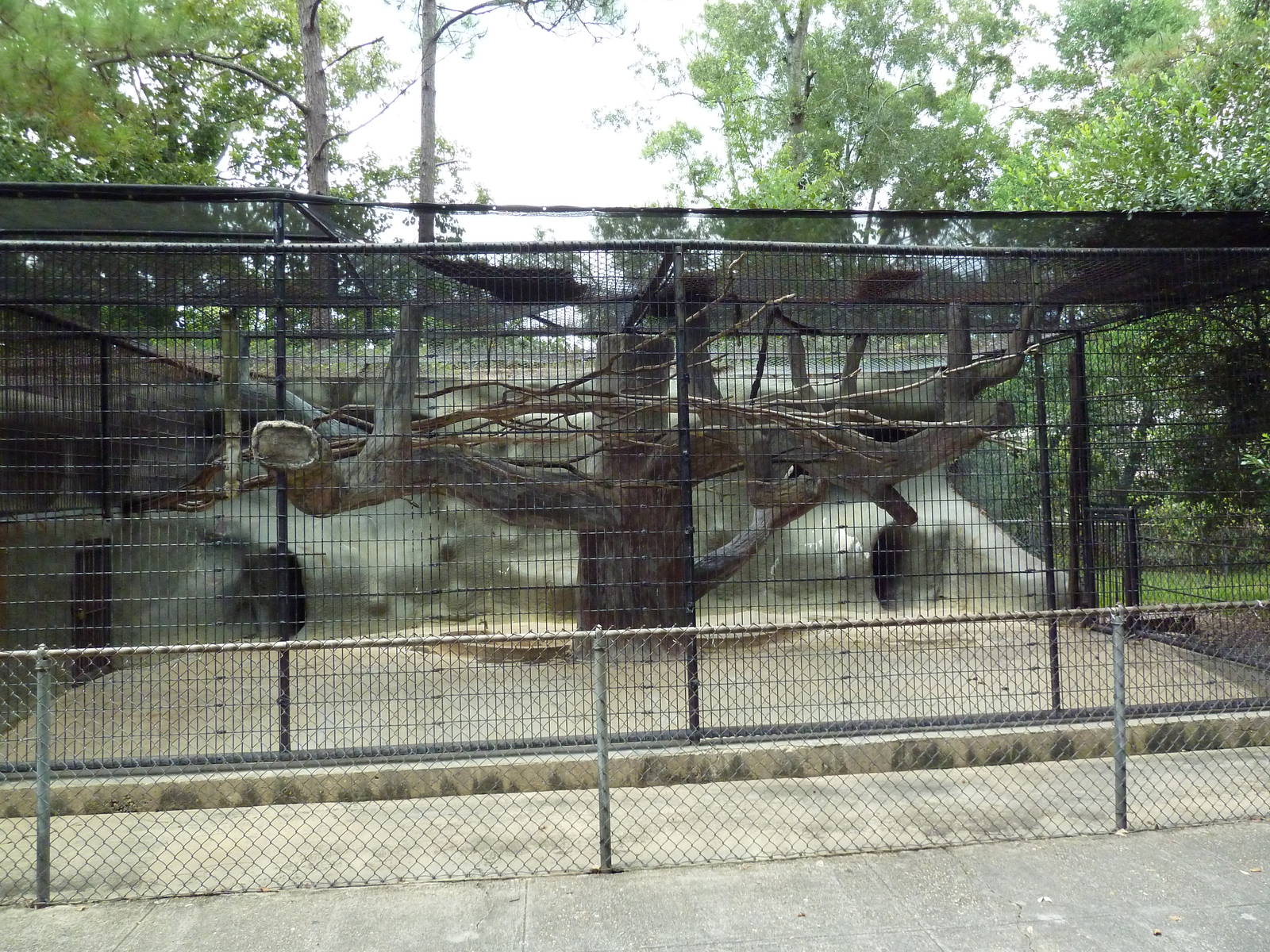 Baton Rouge Zoo - Mandrill/Diana Monkey Exhibit