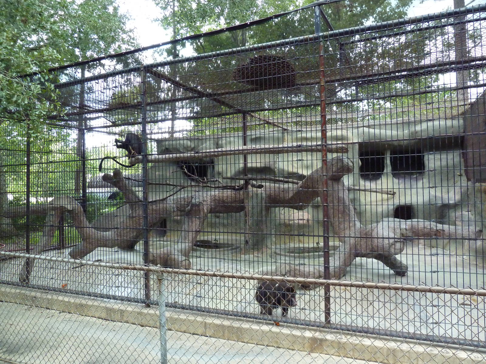 Baton Rouge Zoo - Mandrill/Diana Monkey Exhibit