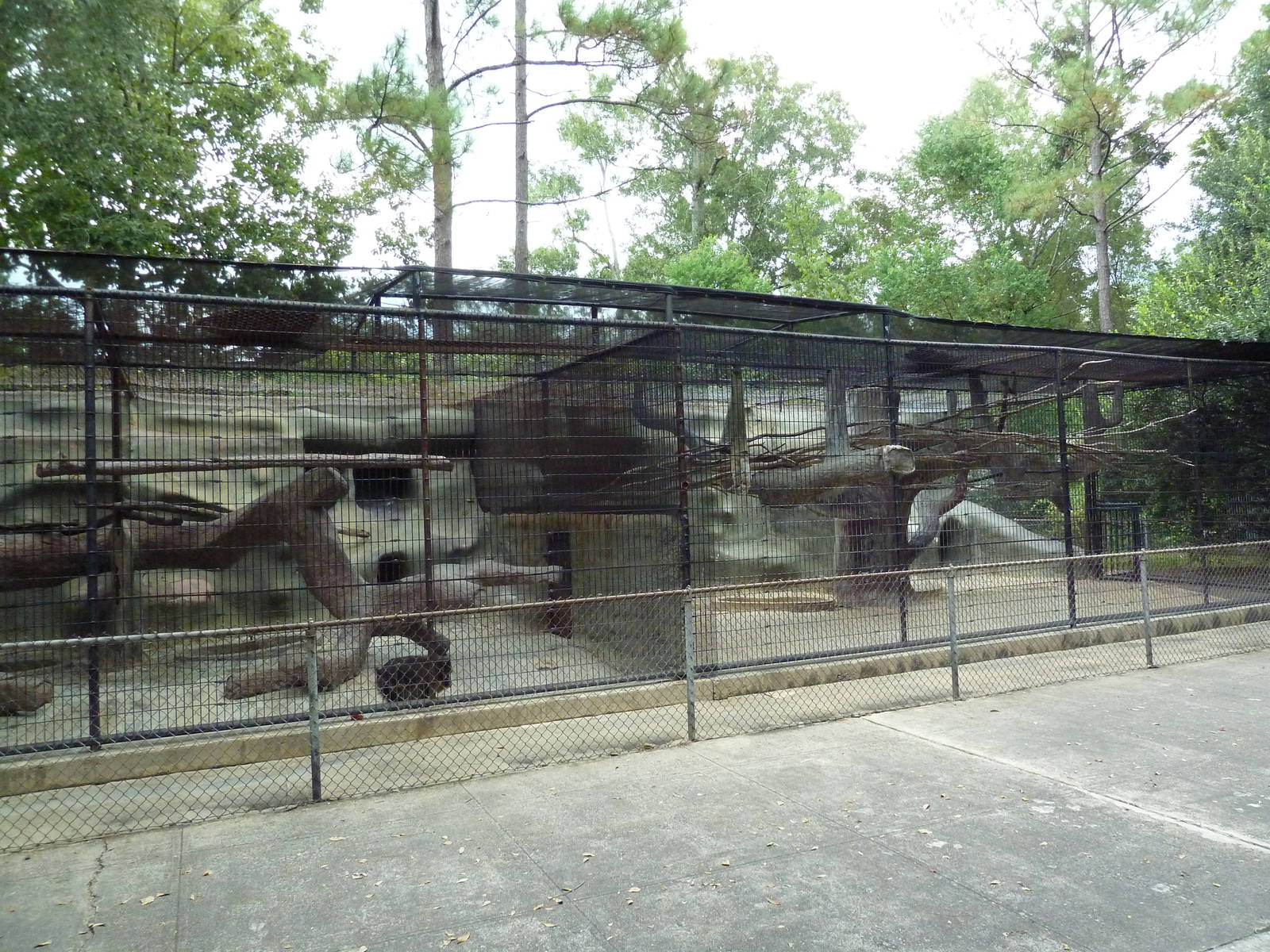 Baton Rouge Zoo - Mandrill/Diana Monkey Exhibit