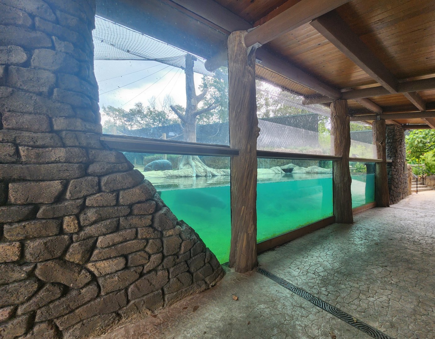 Baton Rouge Zoo - New Pygmy Hippo exhibit