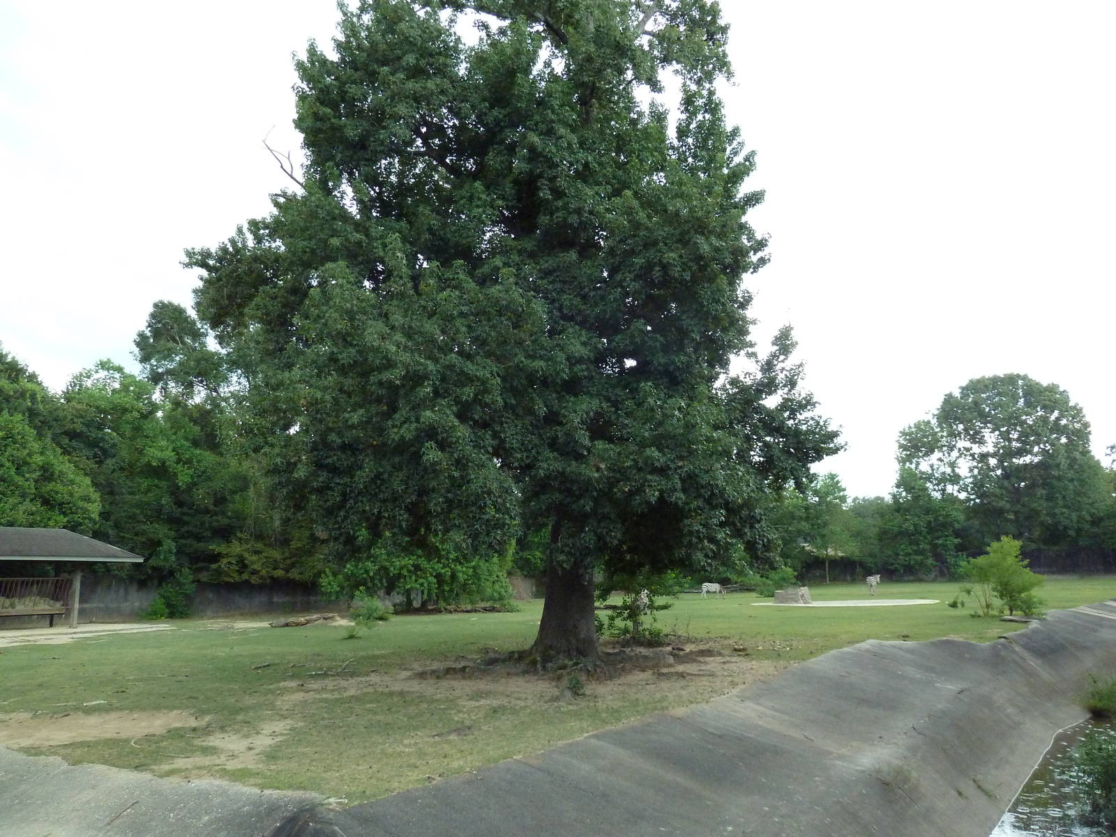 Baton Rouge Zoo - Nile Lechwe/Zebra/Ostrich Exhibit