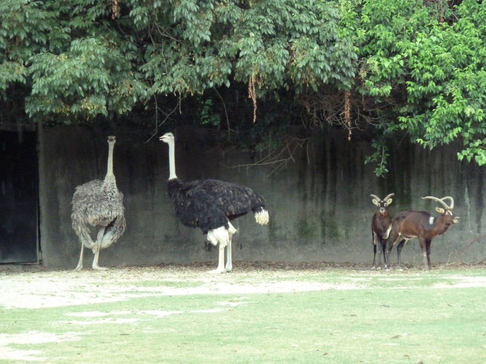 Baton Rouge Zoo - Nile Lechwe/Zebra/Ostrich Exhibit
