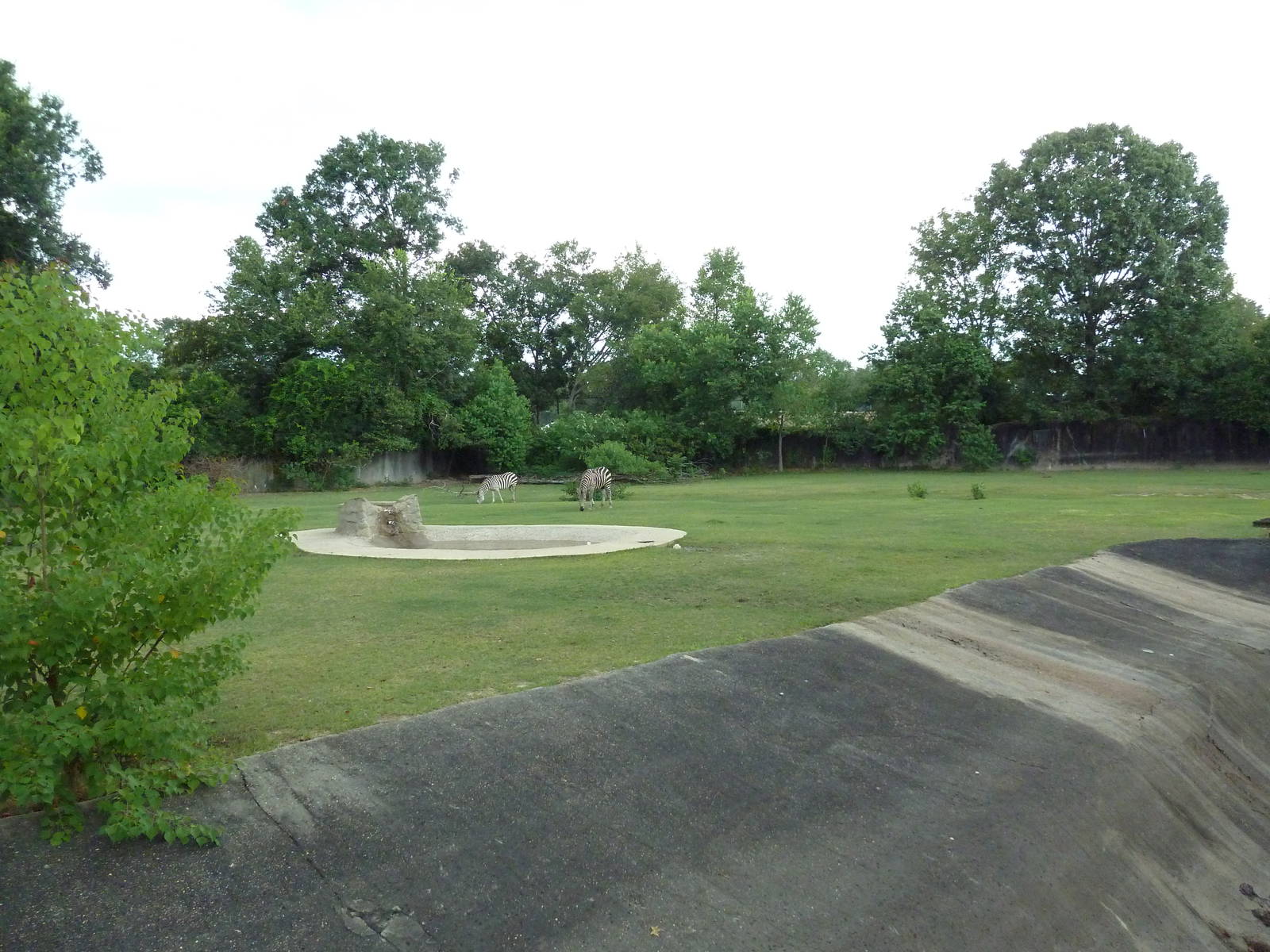 Baton Rouge Zoo - Nile Lechwe/Zebra/Ostrich Exhibit