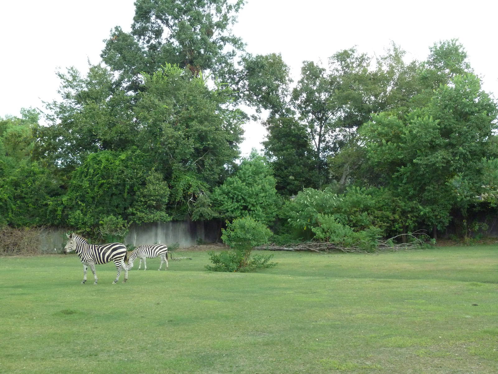 Baton Rouge Zoo - Nile Lechwe/Zebra/Ostrich Exhibit