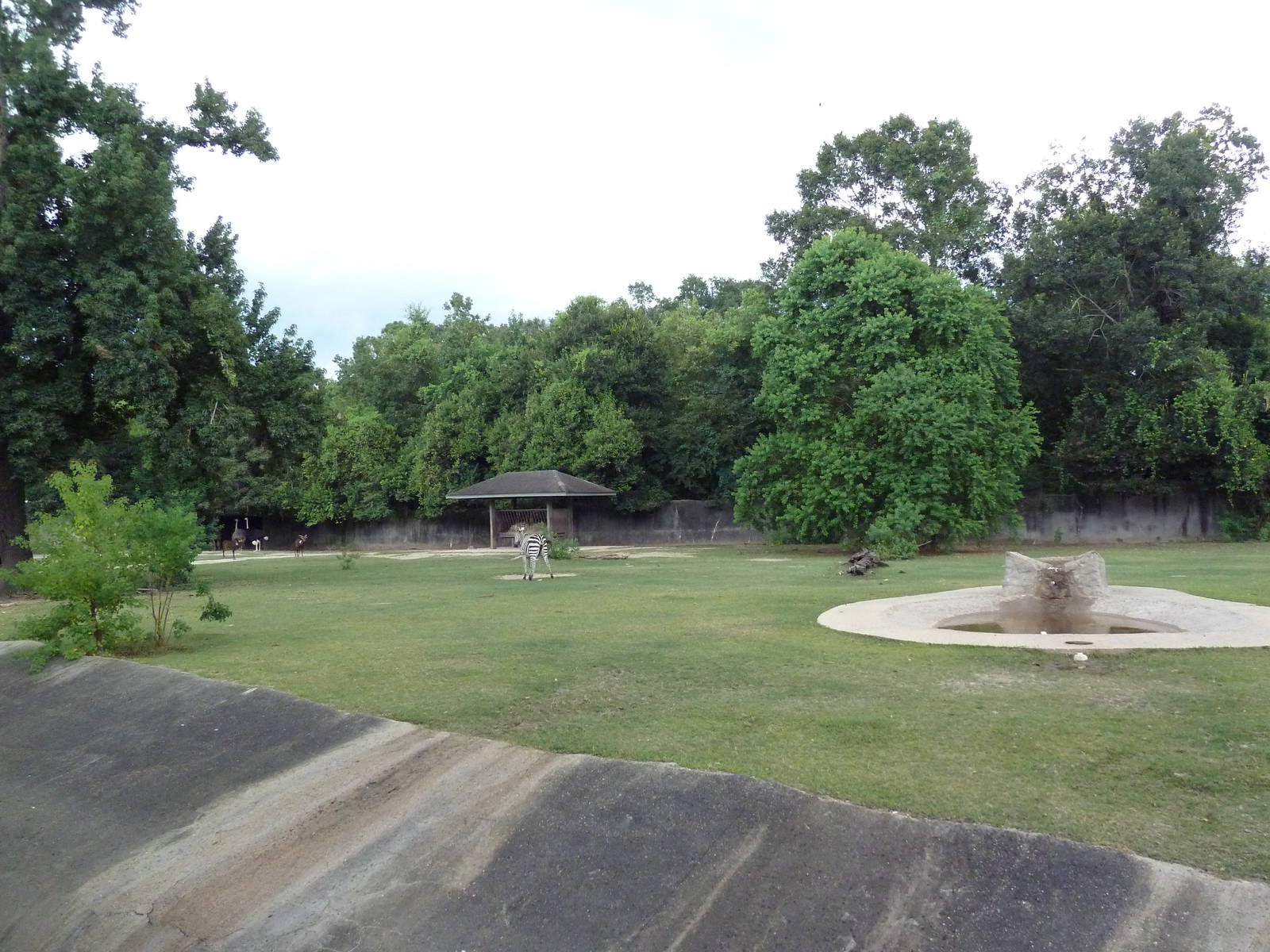 Baton Rouge Zoo - Nile Lechwe/Zebra/Ostrich Exhibit
