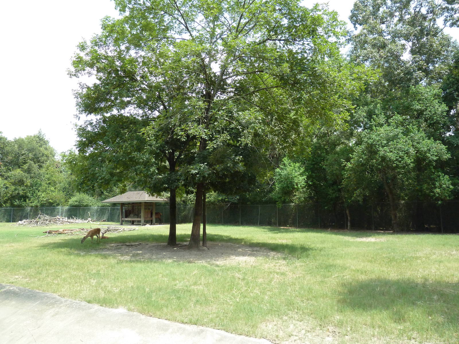 Baton Rouge Zoo - North American Exhibit (4 Species)