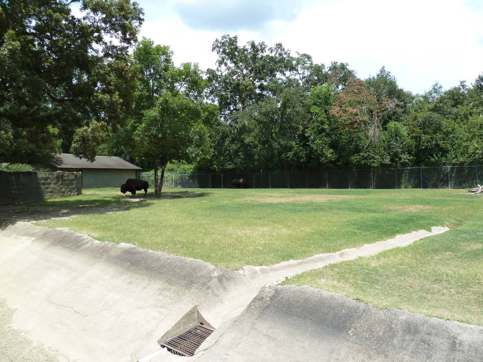Baton Rouge Zoo - North American Exhibit (4 Species)