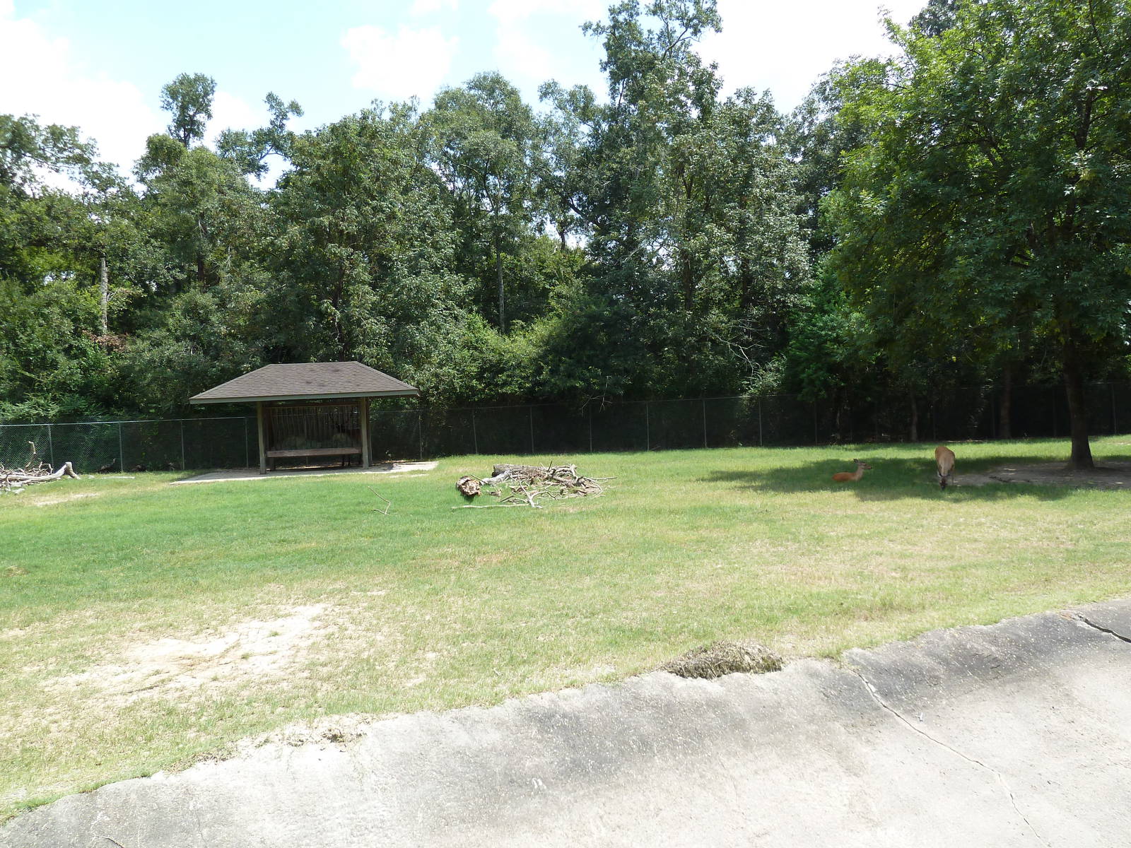 Baton Rouge Zoo - North American Exhibit (4 Species)