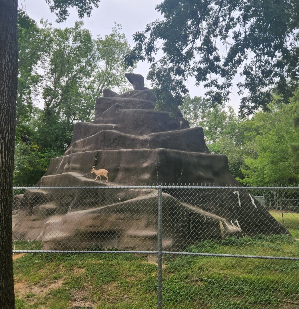 Baton Rouge Zoo - Nubian Ibex exhibit