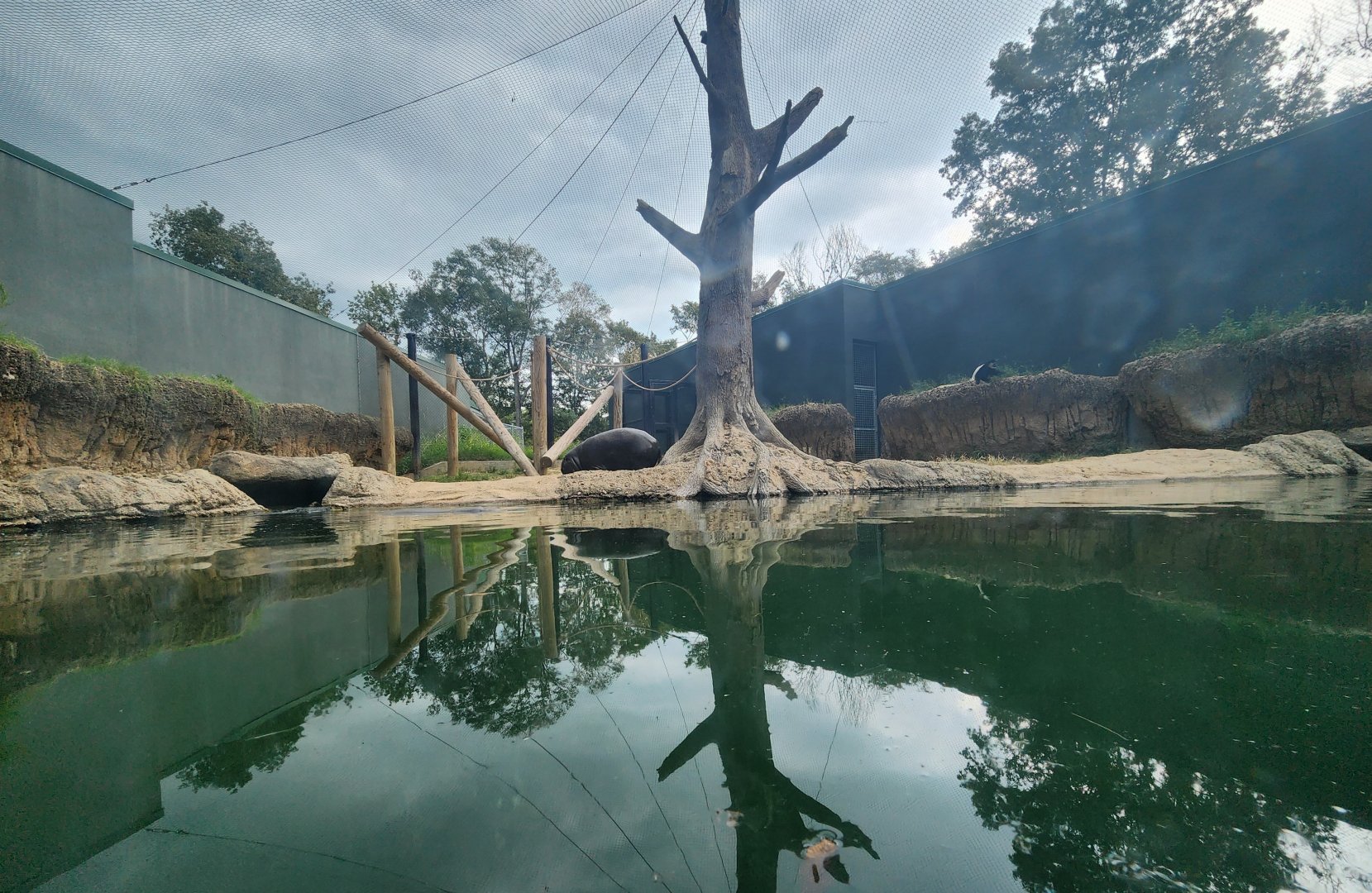 Baton Rouge Zoo - Pygmy Hippo/Colobus Monkey enclosure