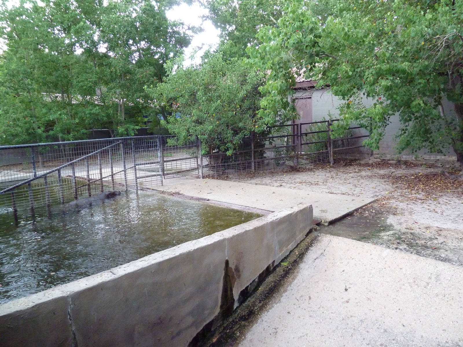 Baton Rouge Zoo - Pygmy Hippo Exhibit