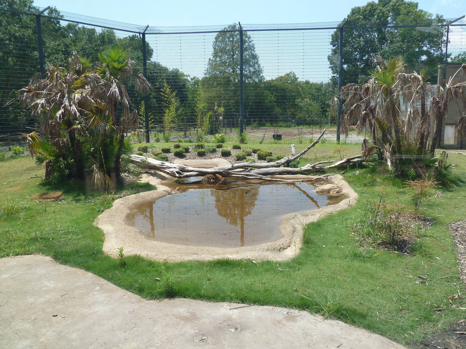 Baton Rouge Zoo - Realm Of The Tiger