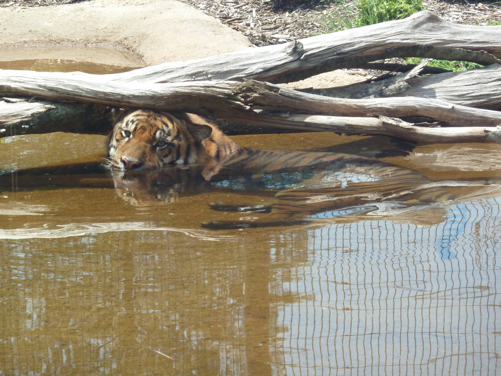 Baton Rouge Zoo - Realm Of The Tiger