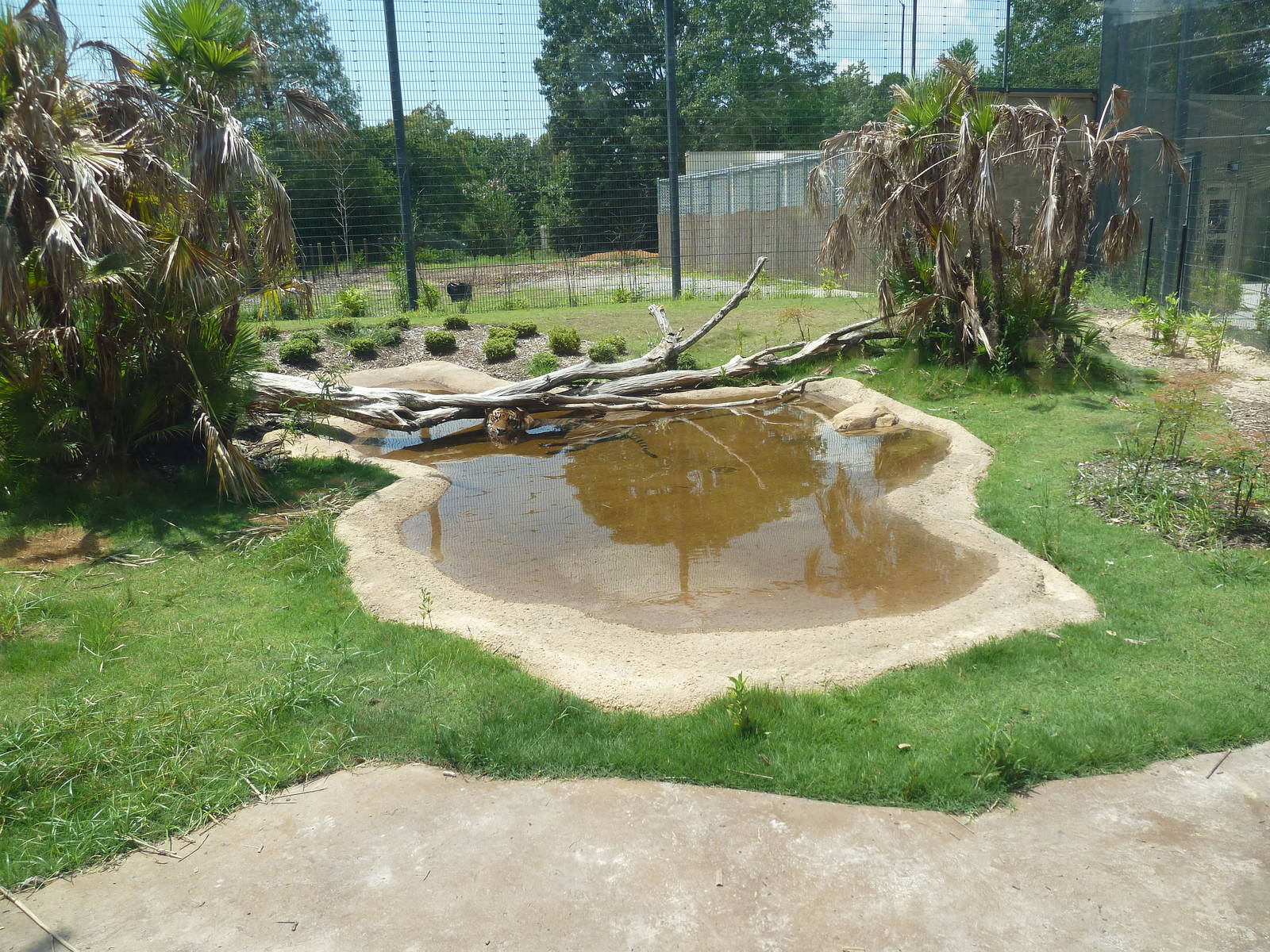 Baton Rouge Zoo - Realm Of The Tiger