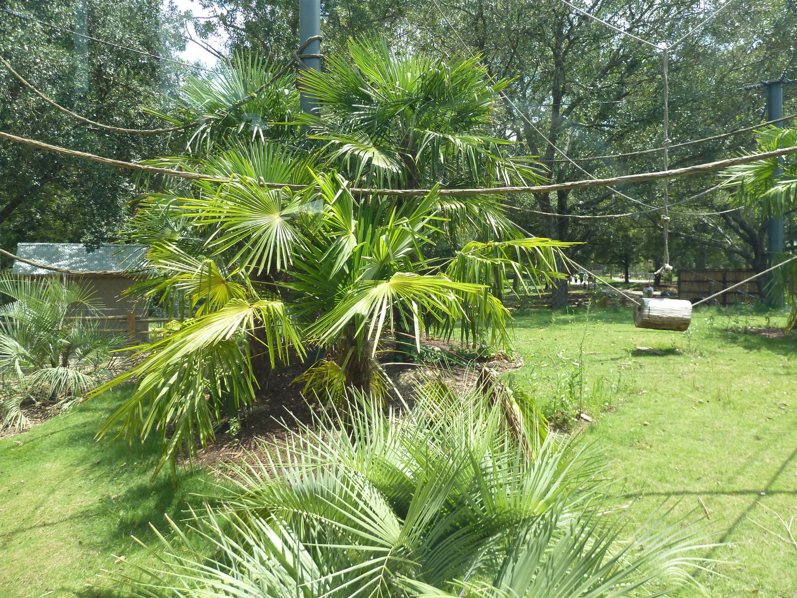 Baton Rouge Zoo - Realm Of The Tiger