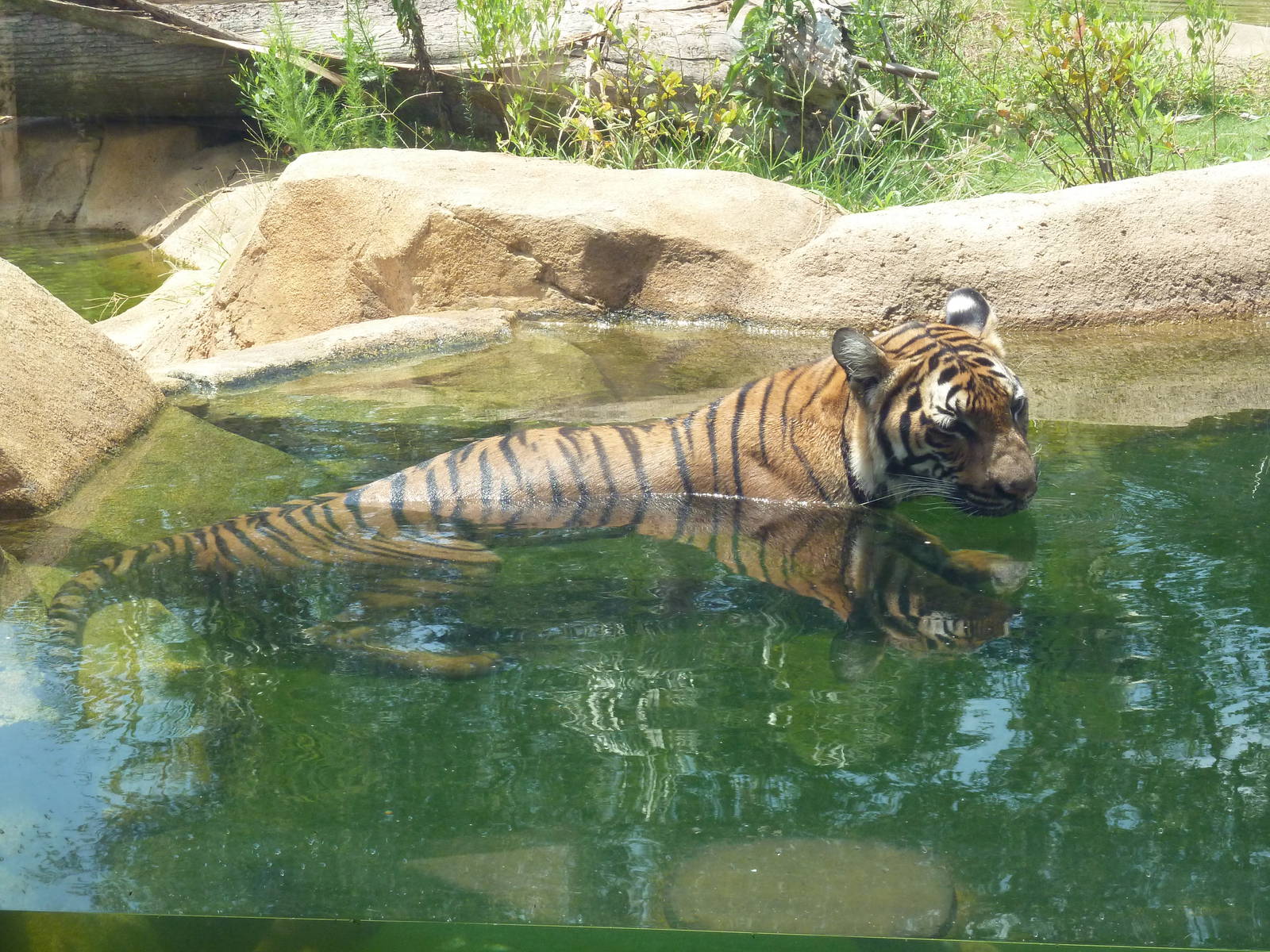 Baton Rouge Zoo - Realm Of The Tiger