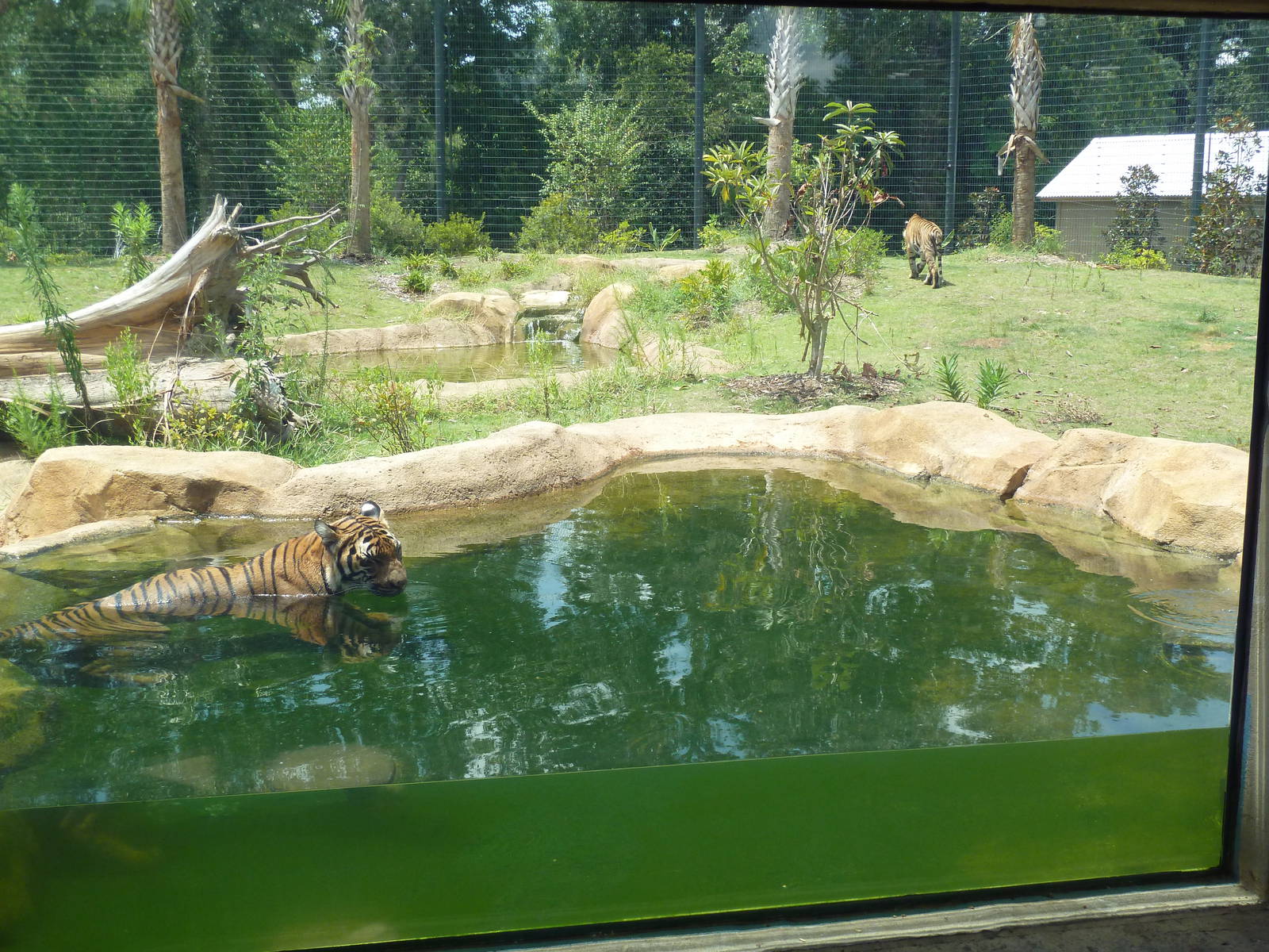 Baton Rouge Zoo - Realm Of The Tiger