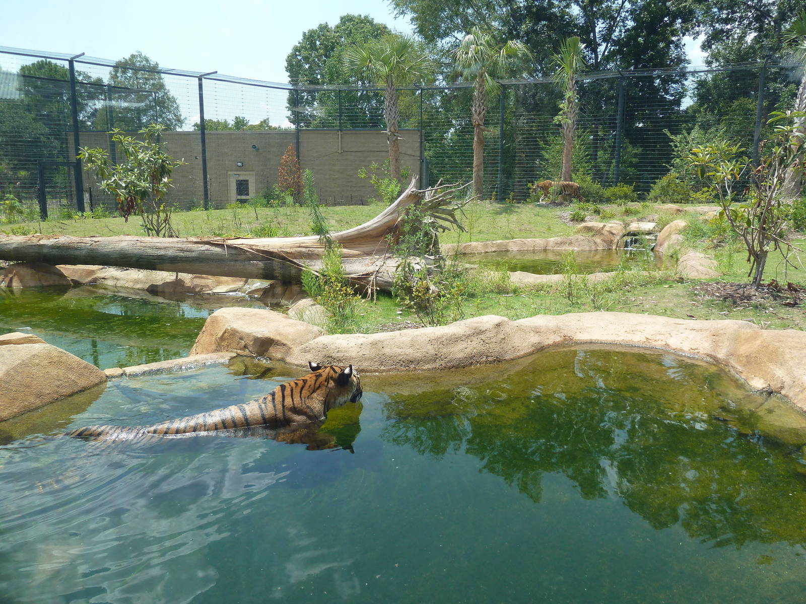 Baton Rouge Zoo - Realm Of The Tiger