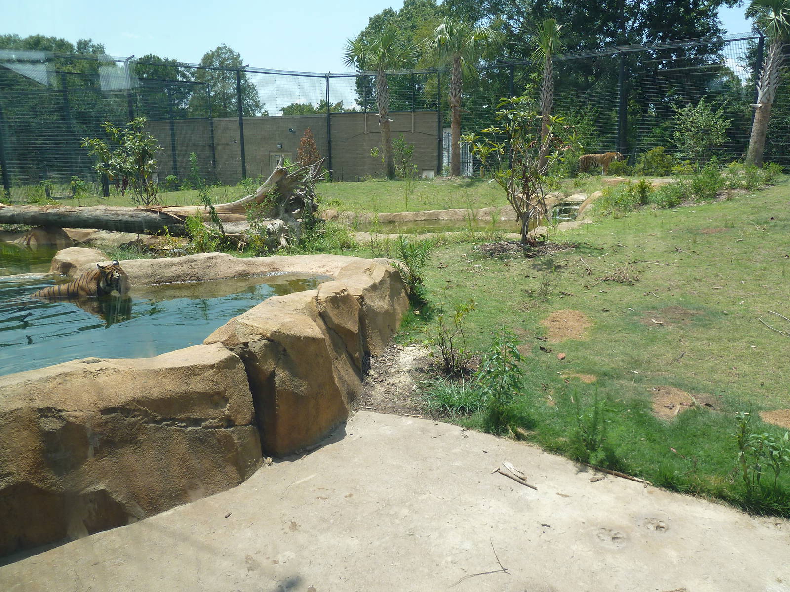 Baton Rouge Zoo - Realm Of The Tiger