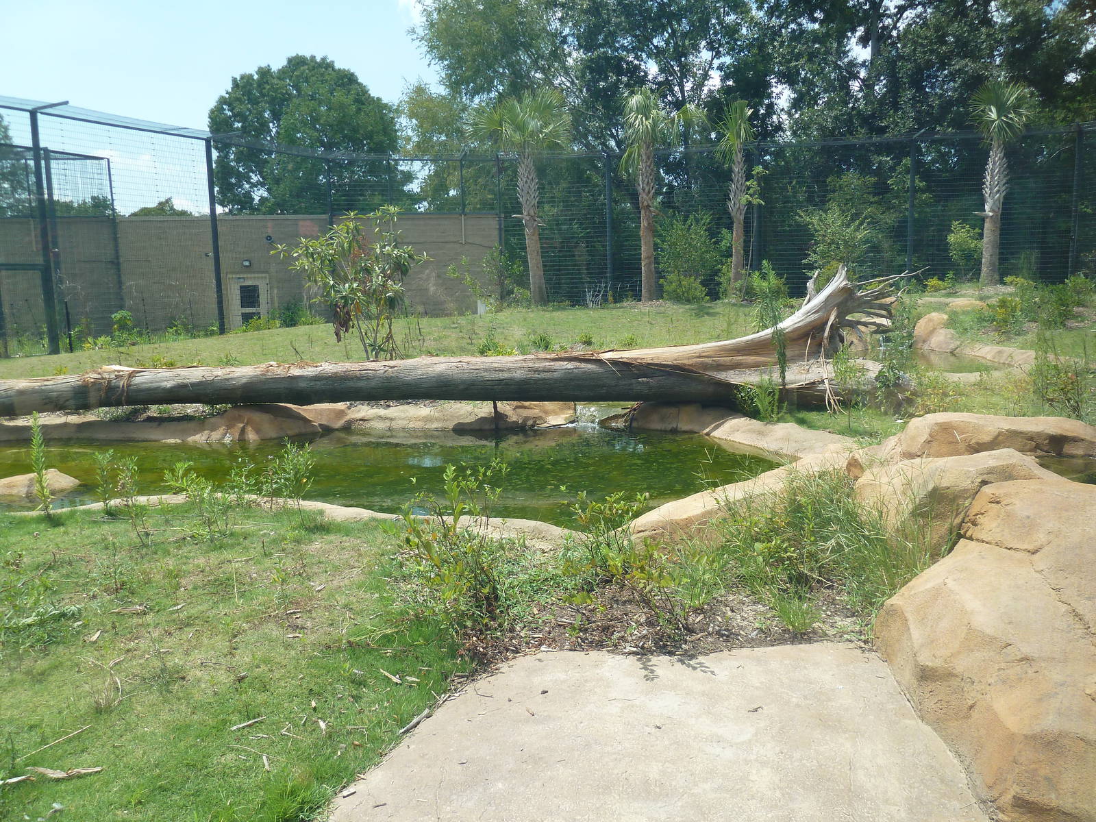 Baton Rouge Zoo - Realm Of The Tiger