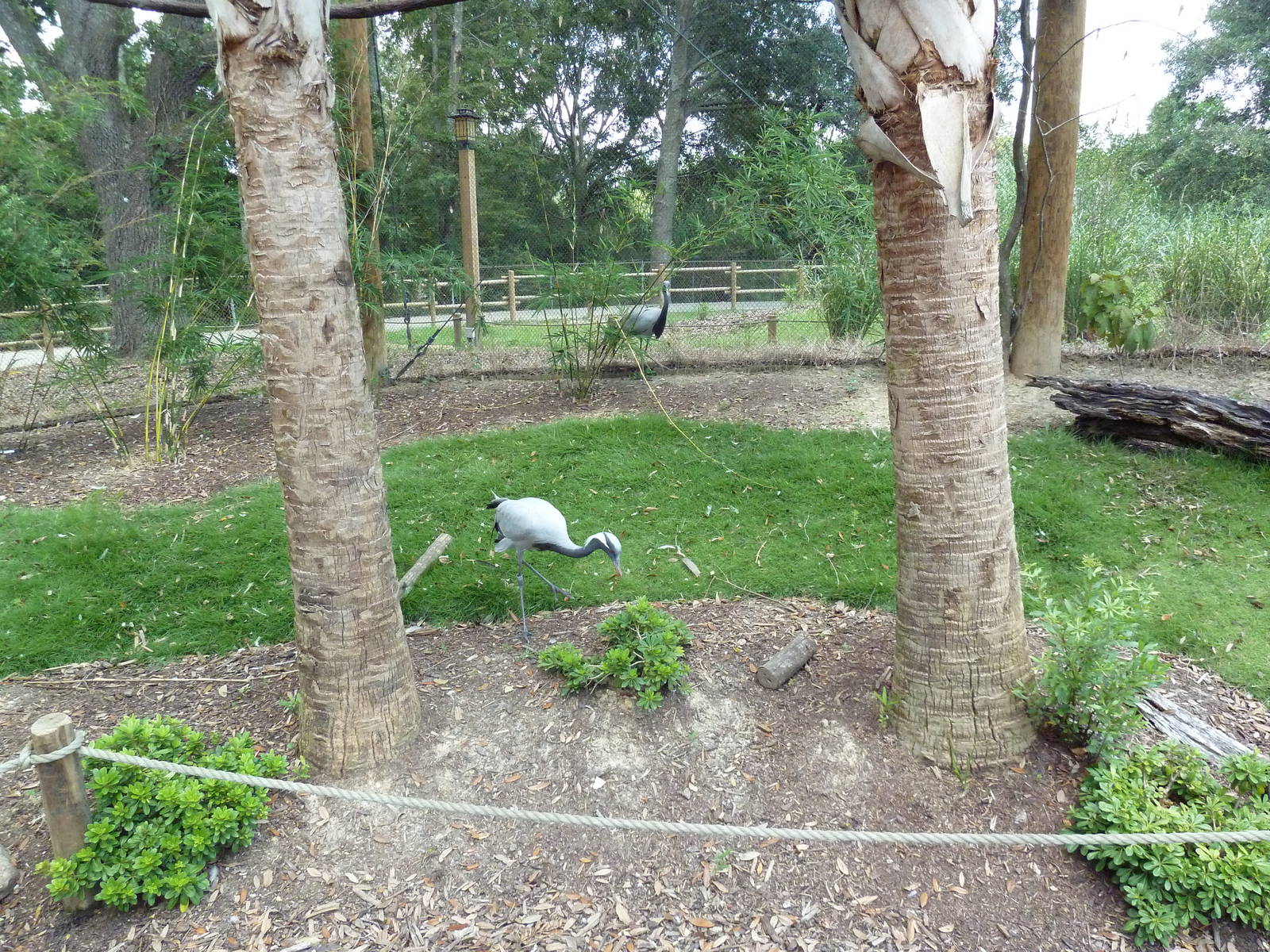 Baton Rouge Zoo - Realm Of The Tiger