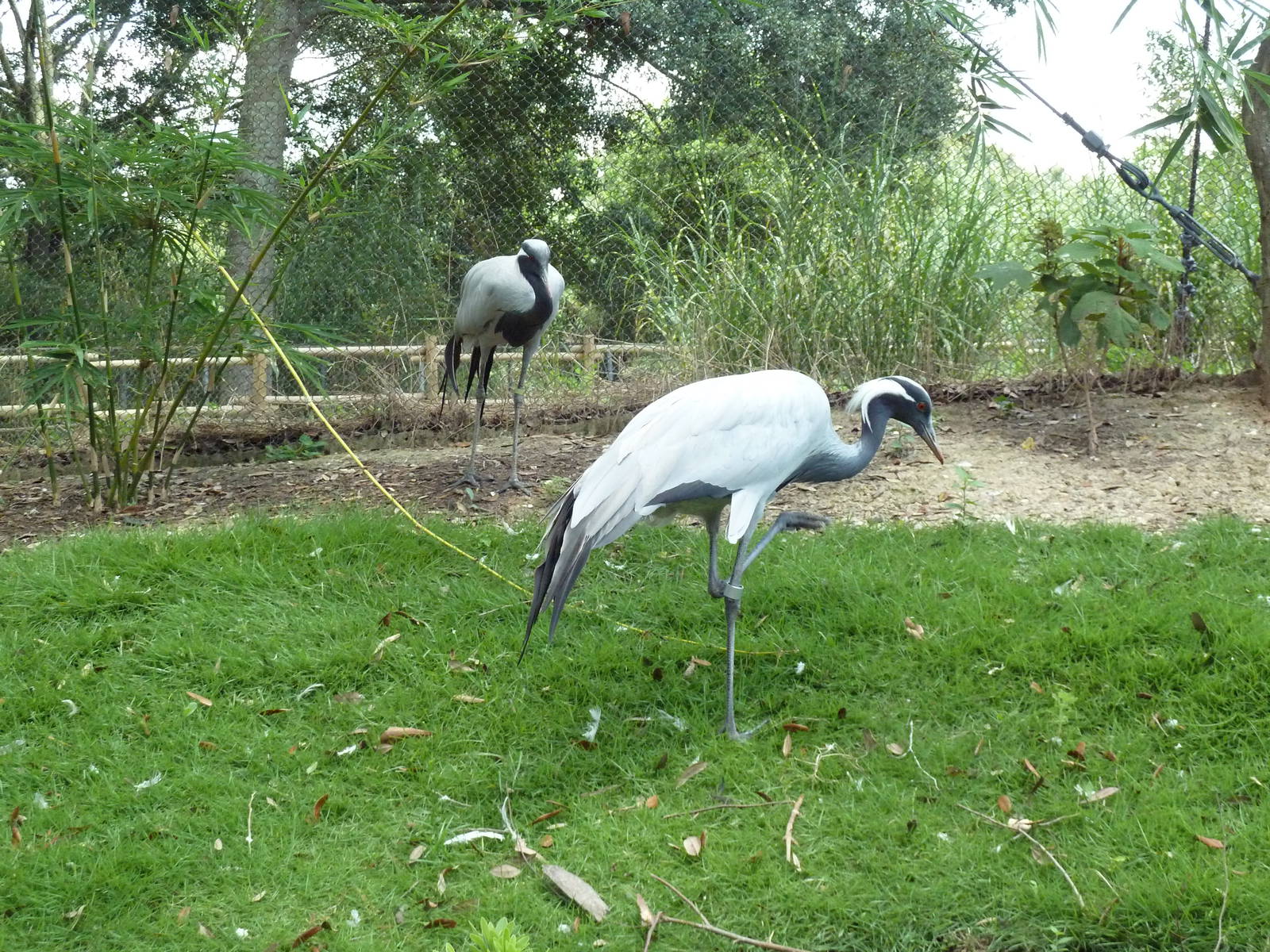 Baton Rouge Zoo - Realm Of The Tiger