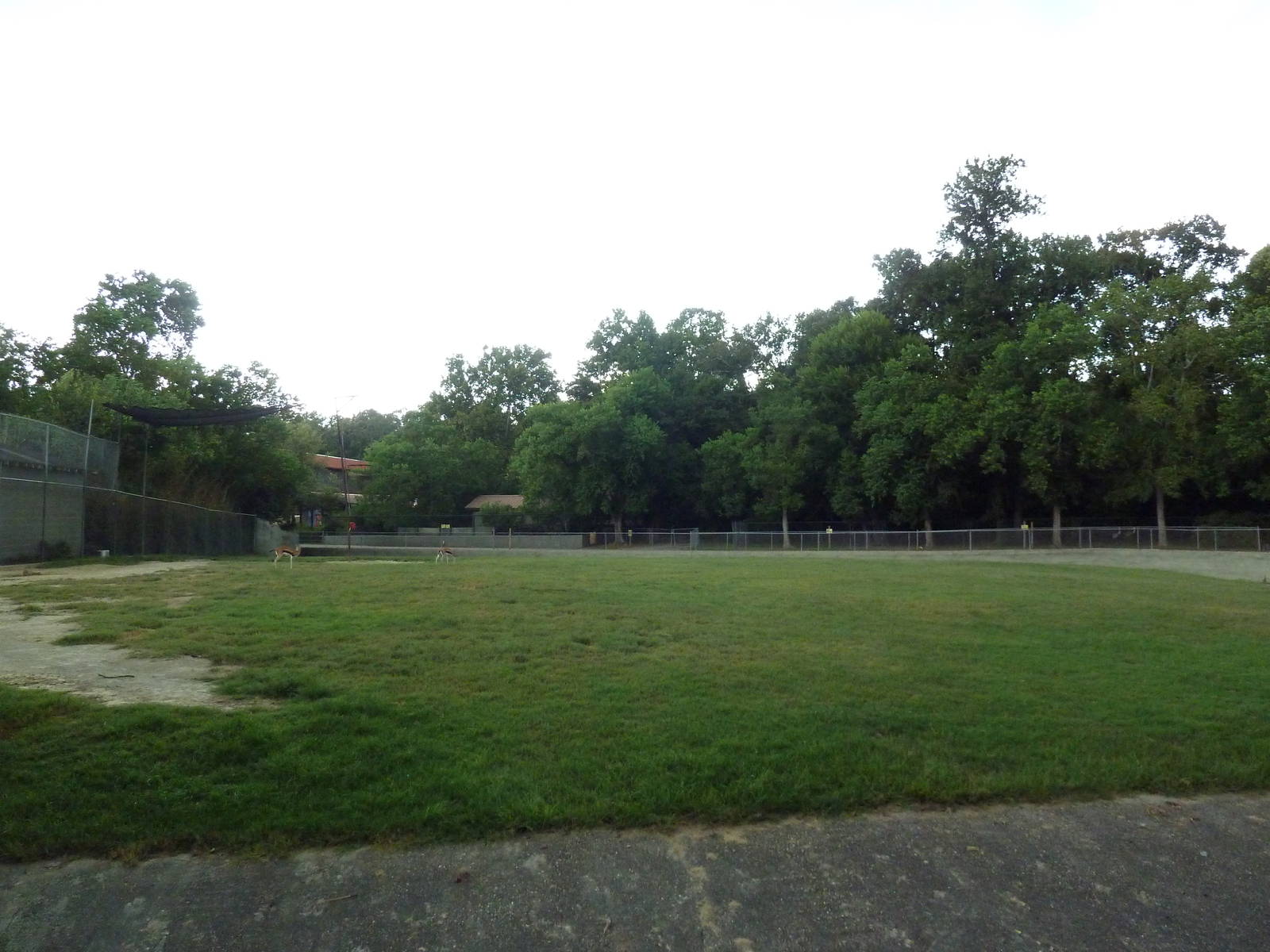 Baton Rouge Zoo - Reticulated Giraffe/Thomson's Gazelle Exhibit